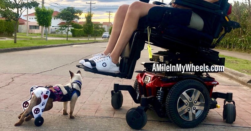 Vrouw en kat in rolstoel zijn echte maatjes afbeelding nieuwsbericht