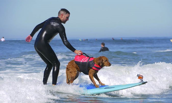 Deze lieve hulphond leert mensen met een beperking surfen afbeelding nieuwsbericht