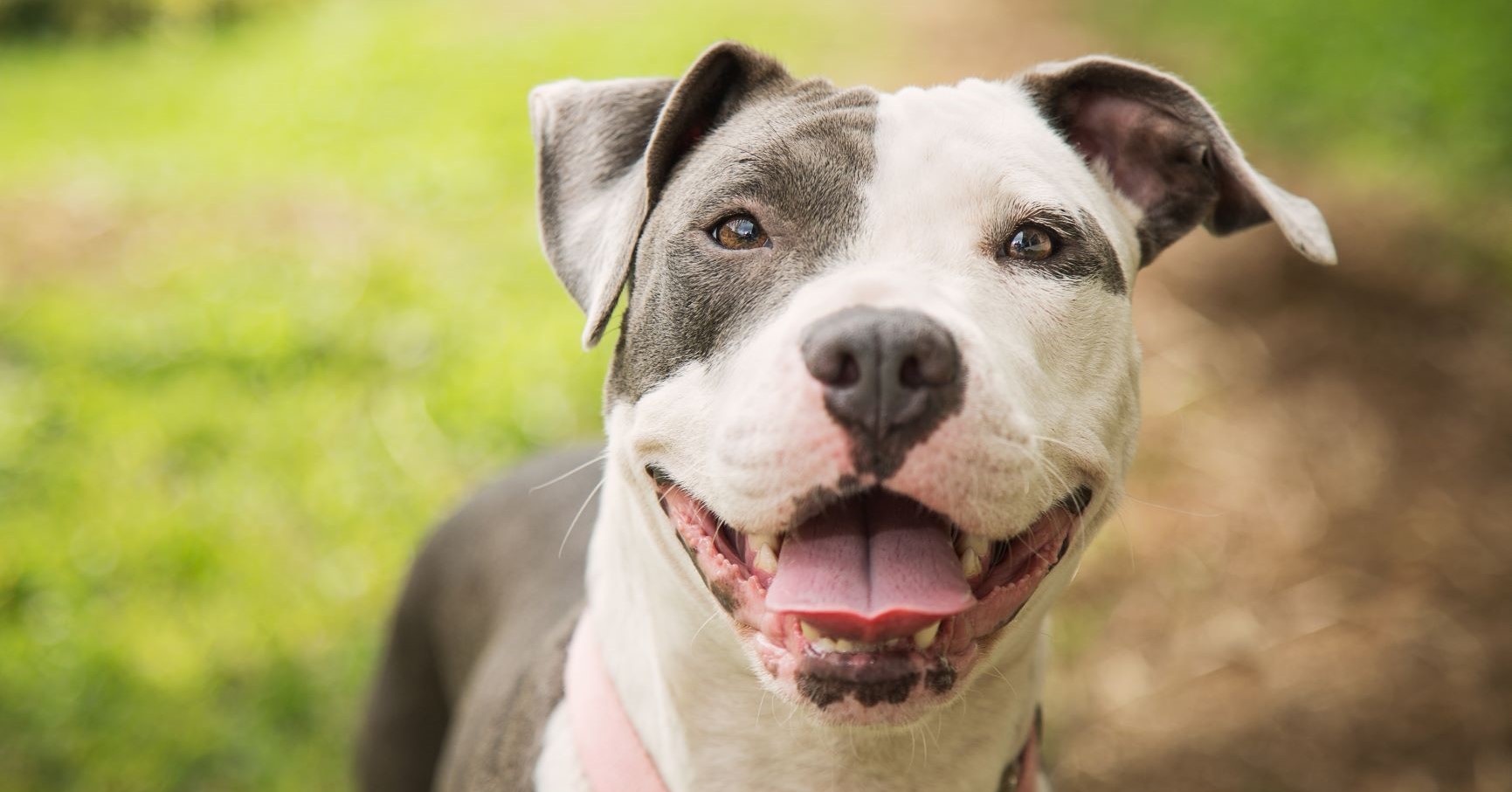Verlamde hond krijgt speciale rolstoel en kan weer rennen afbeelding nieuwsbericht Verlamde hond krijgt speciale rolstoel en kan weer rennen afbeelding nieuwsbericht