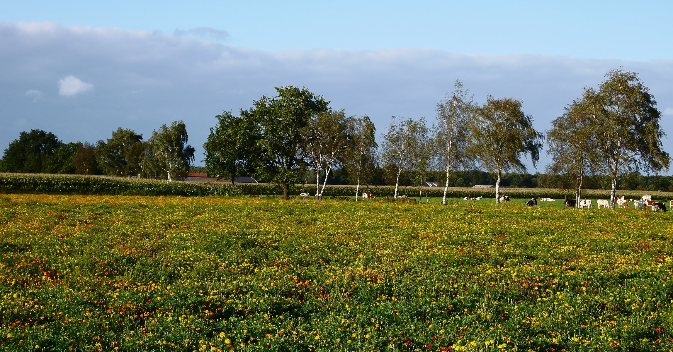 Rol de Brabantse natuur in op deze rolstoelvriendelijke paden afbeelding nieuwsbericht Rol de Brabantse natuur in op deze rolstoelvriendelijke paden afbeelding nieuwsbericht