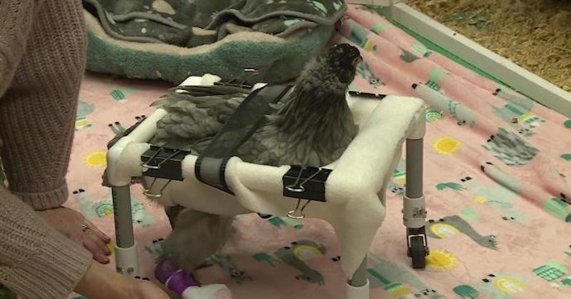 Een rolstoel voor kip Tuesday afbeelding nieuwsbericht Een rolstoel voor kip Tuesday afbeelding nieuwsbericht