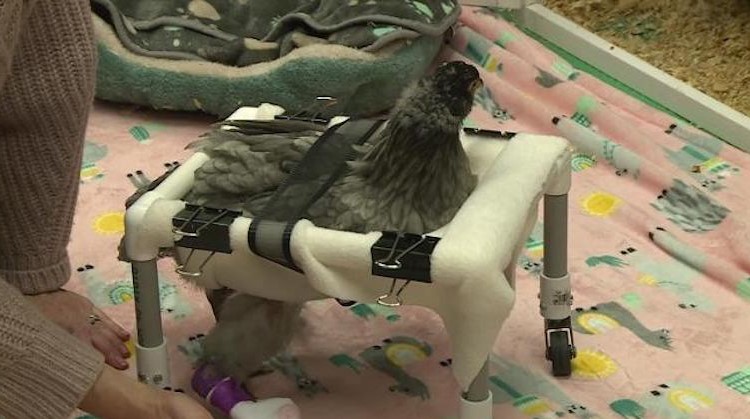 Een rolstoel voor kip Tuesday afbeelding nieuwsbericht