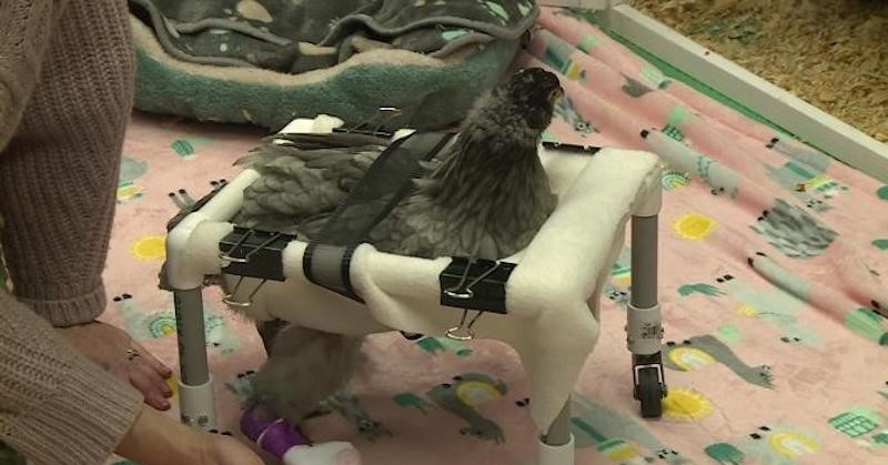 Een rolstoel voor kip Tuesday afbeelding nieuwsbericht