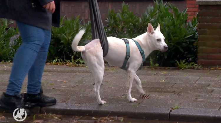 Hond Ecko kan weer lopen dankzij rolstoel afbeelding nieuwsbericht