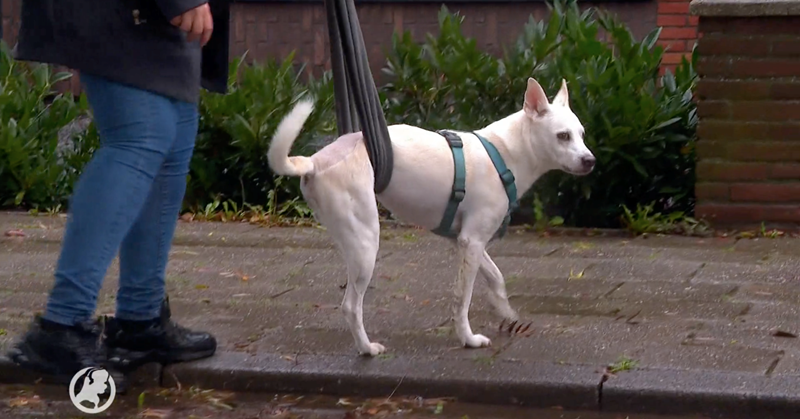 Hond Ecko kan weer lopen dankzij rolstoel afbeelding nieuwsbericht