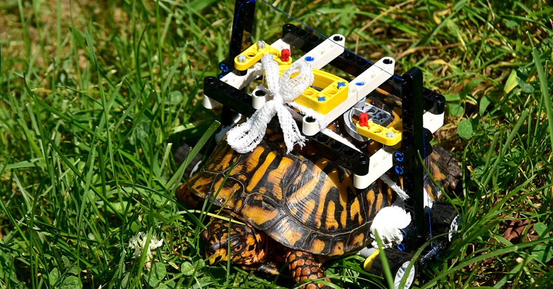 Deze schildpad herstelde met Lego rolstoel afbeelding nieuwsbericht