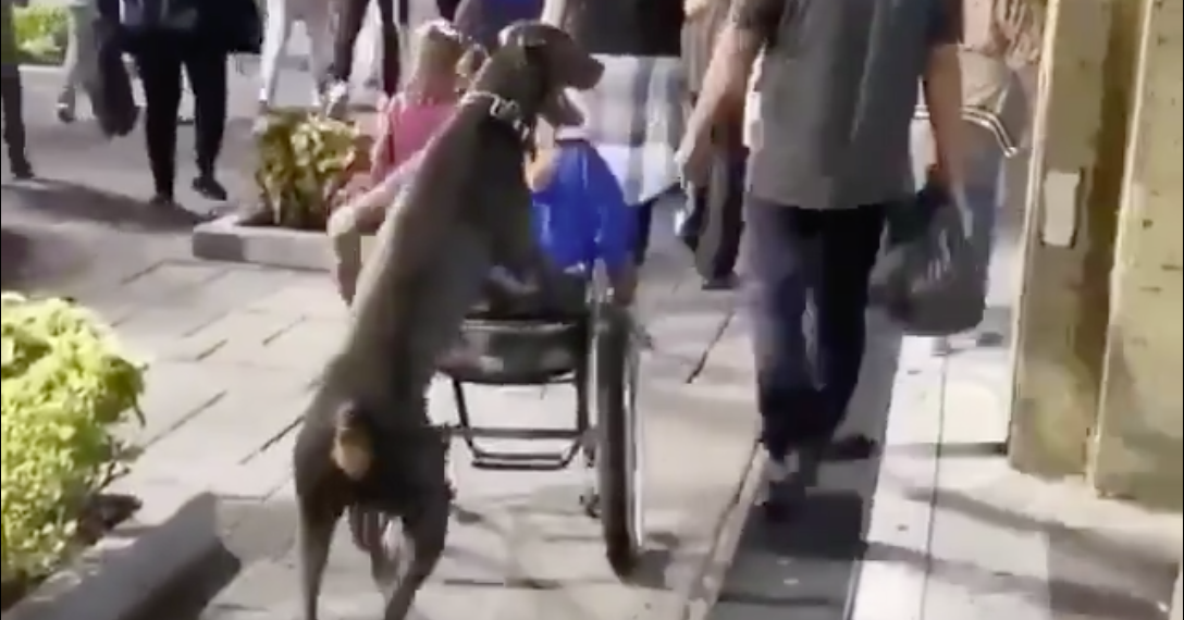 Behulpzame hond duwt rolstoel afbeelding nieuwsbericht Behulpzame hond duwt rolstoel afbeelding nieuwsbericht