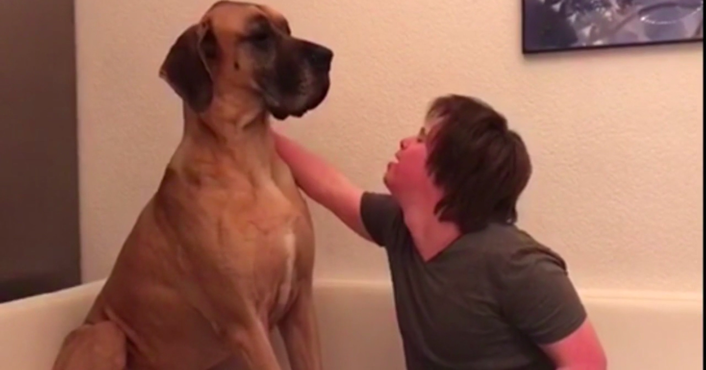 Dierentherapie geeft kinderen met Down vertrouwen afbeelding nieuwsbericht Dierentherapie geeft kinderen met Down vertrouwen afbeelding nieuwsbericht