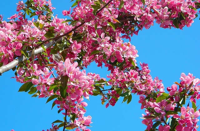 Deelnemen aan de Bloesemtoch op 22 april? Meld je aan voor 1 april afbeelding nieuwsbericht Deelnemen aan de Bloesemtoch op 22 april? Meld je aan voor 1 april afbeelding nieuwsbericht