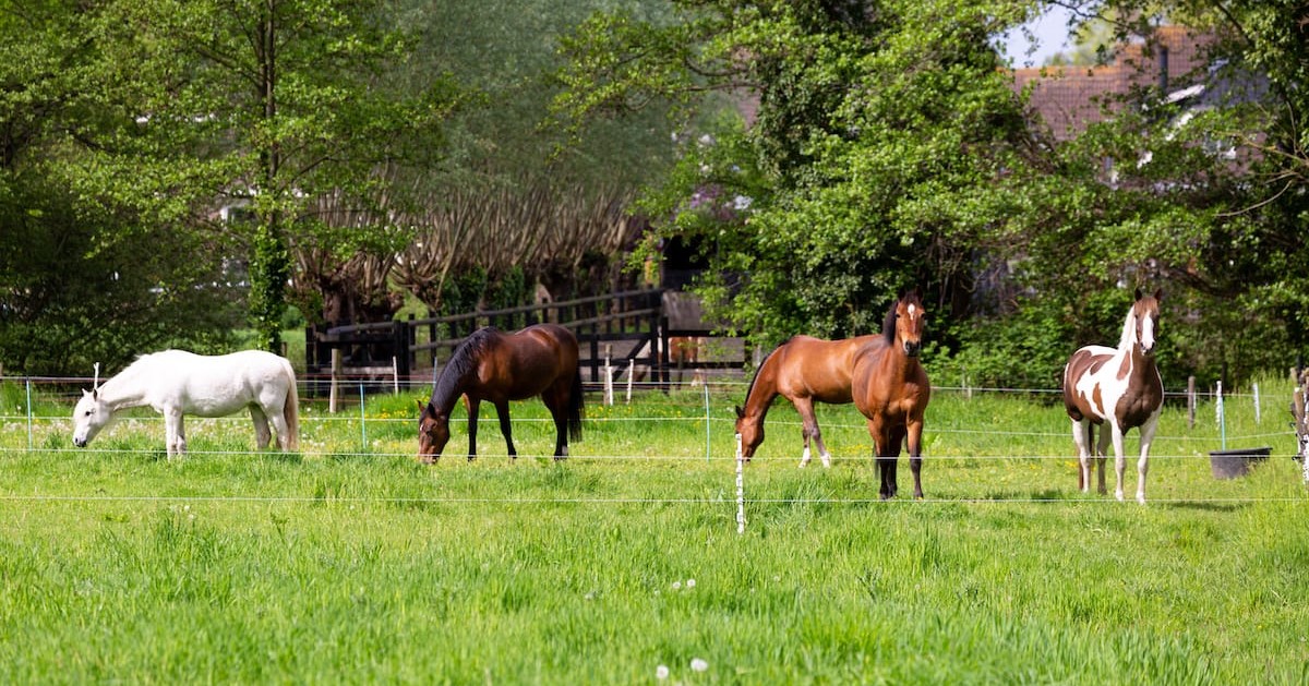 Special Need dag bij Ponyrijden Patricia! afbeelding nieuwsbericht Special Need dag bij Ponyrijden Patricia! afbeelding nieuwsbericht