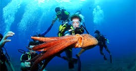 Clinic: ontdek het leven onderwater! afbeelding nieuwsbericht